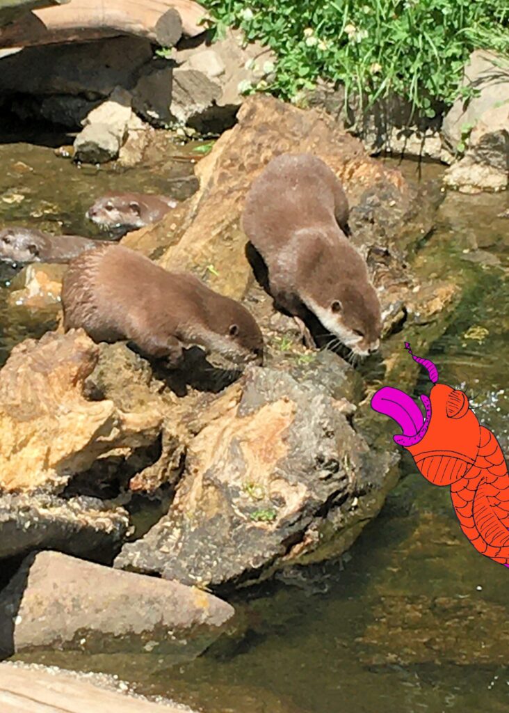 Otters