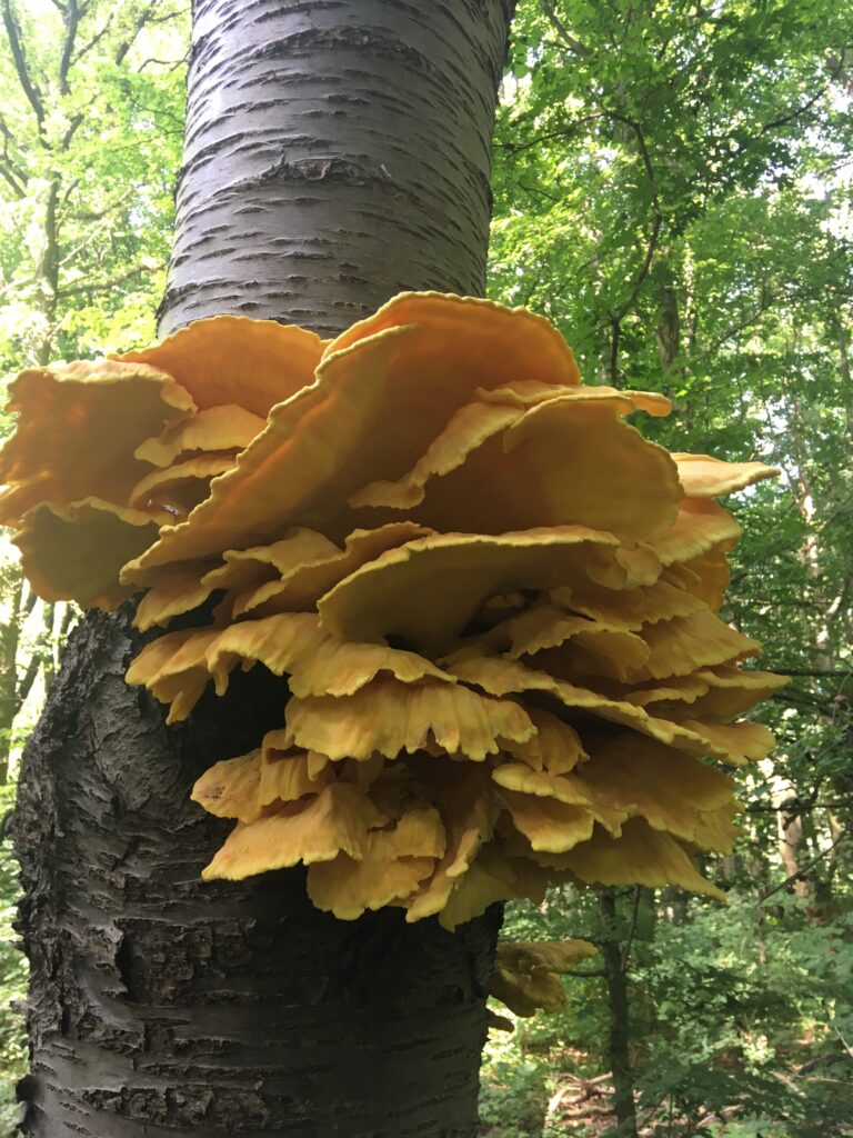 Prachtige gele paddenstoelen aan boom