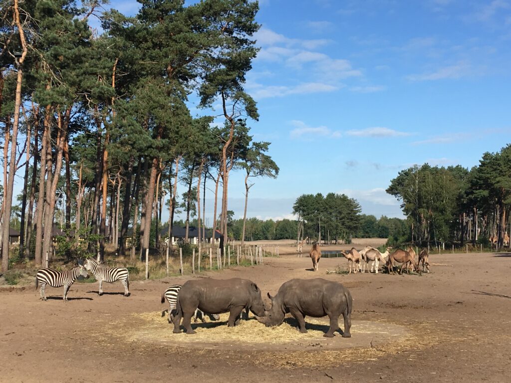 dieren in safaripark