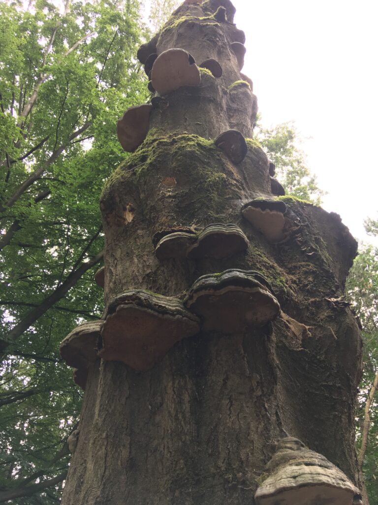 Boom met paddenstoelen