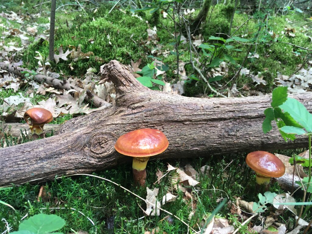 Mooie paddenstoel met rode hoed