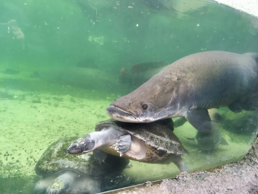 Grote vis en twee schildpadden