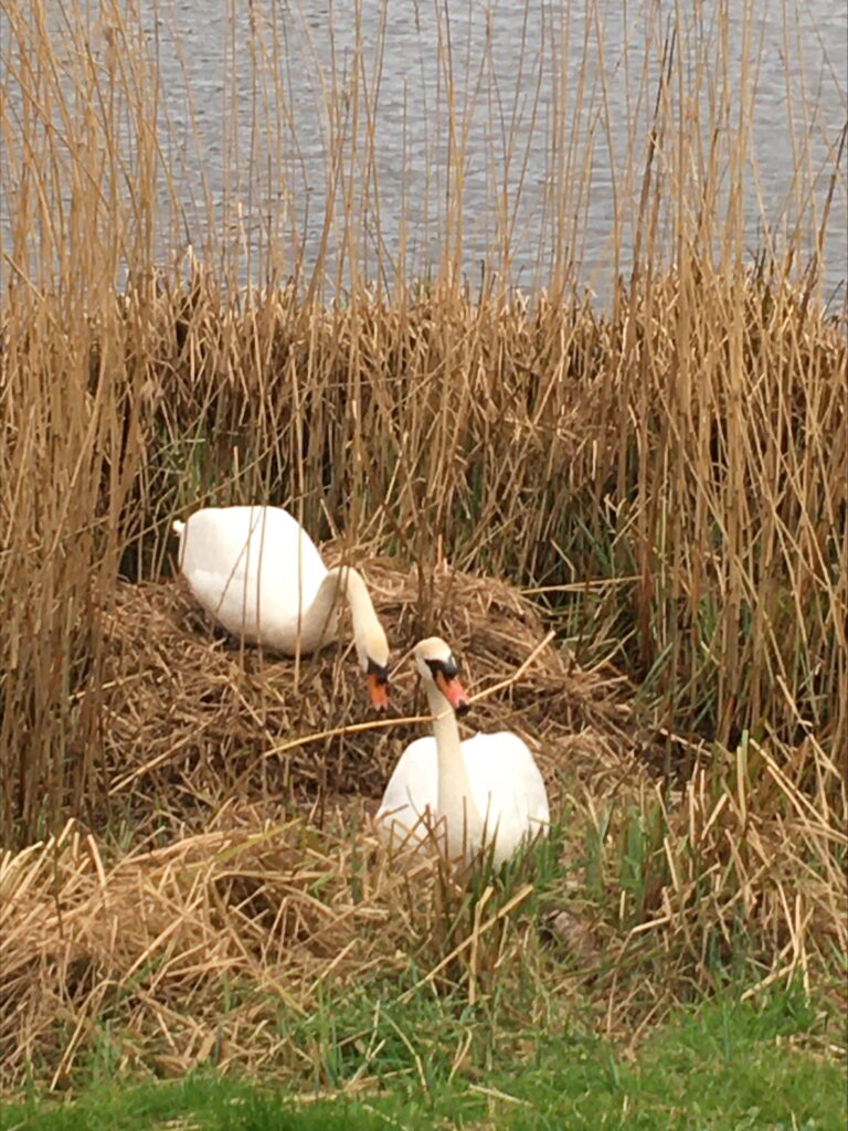 Nest met zwanen