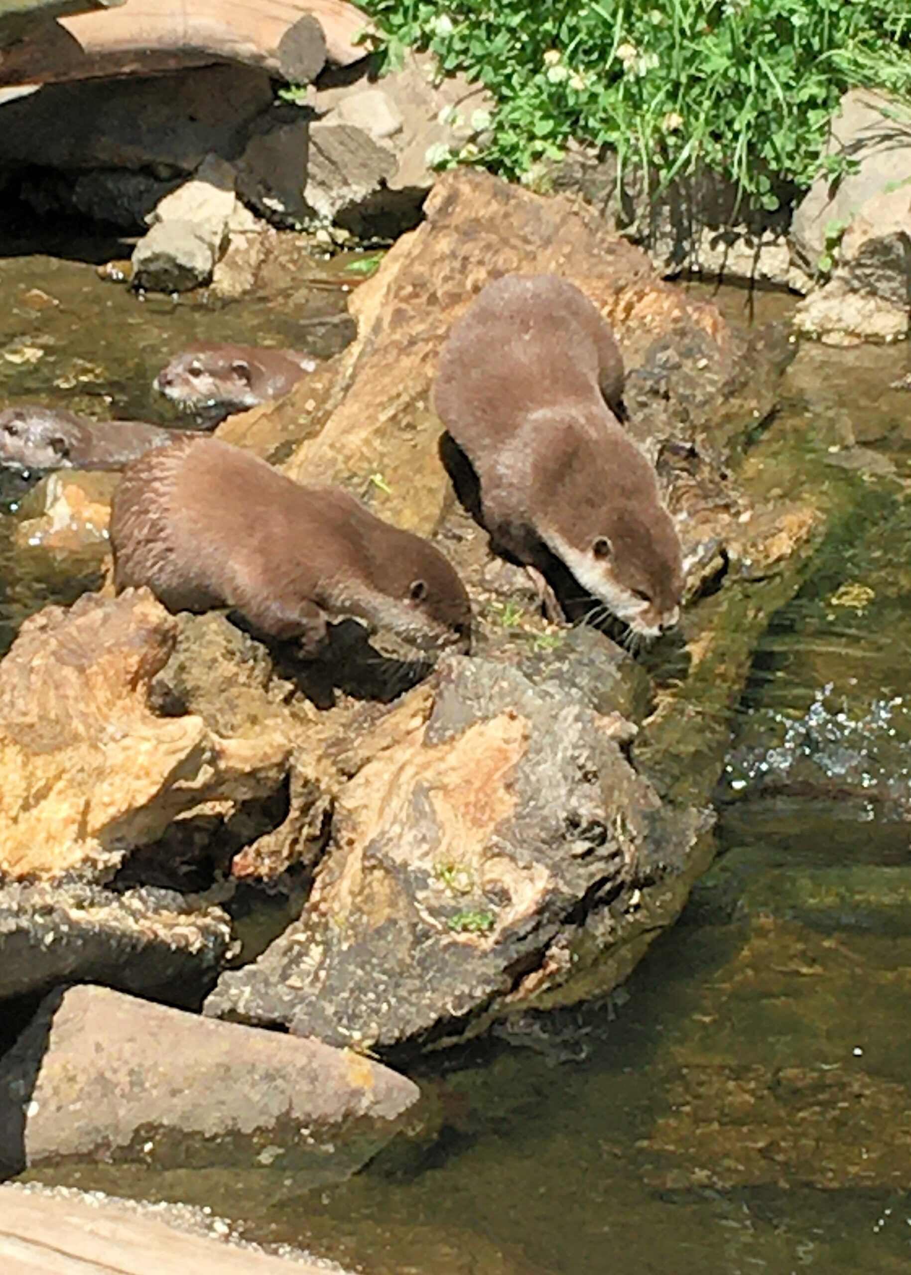 Otters