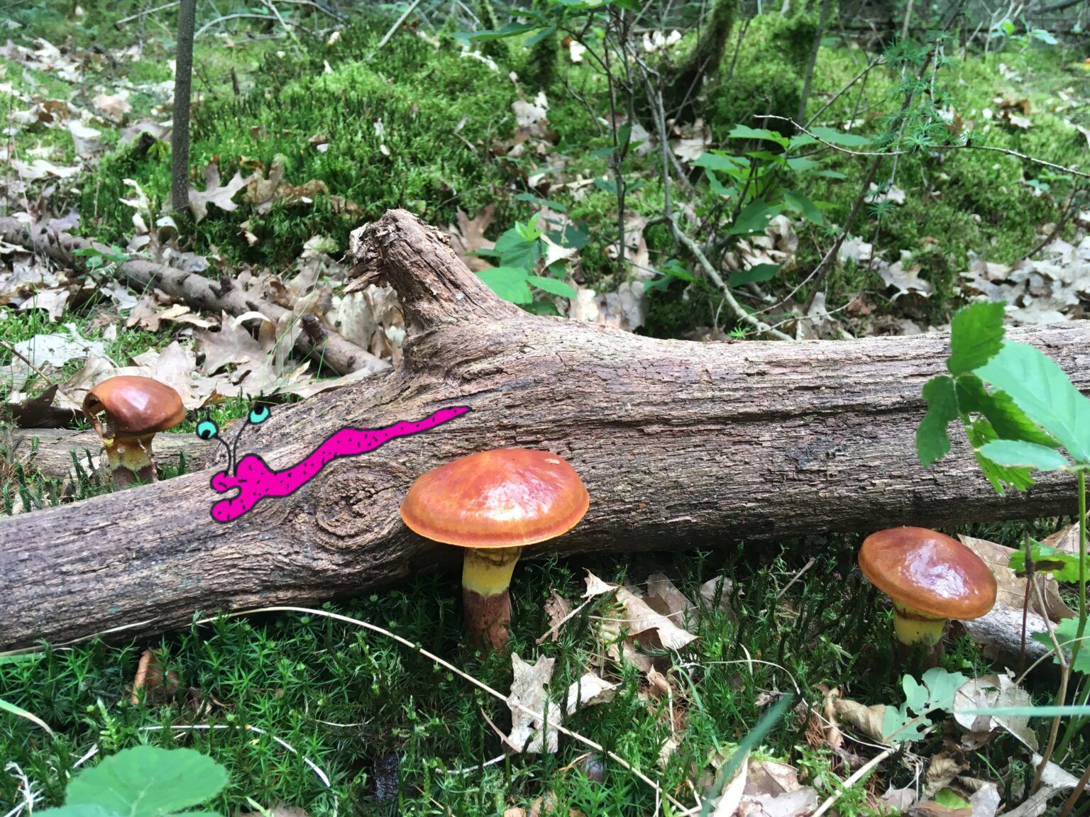 Lik niet aan de paddenstoel!