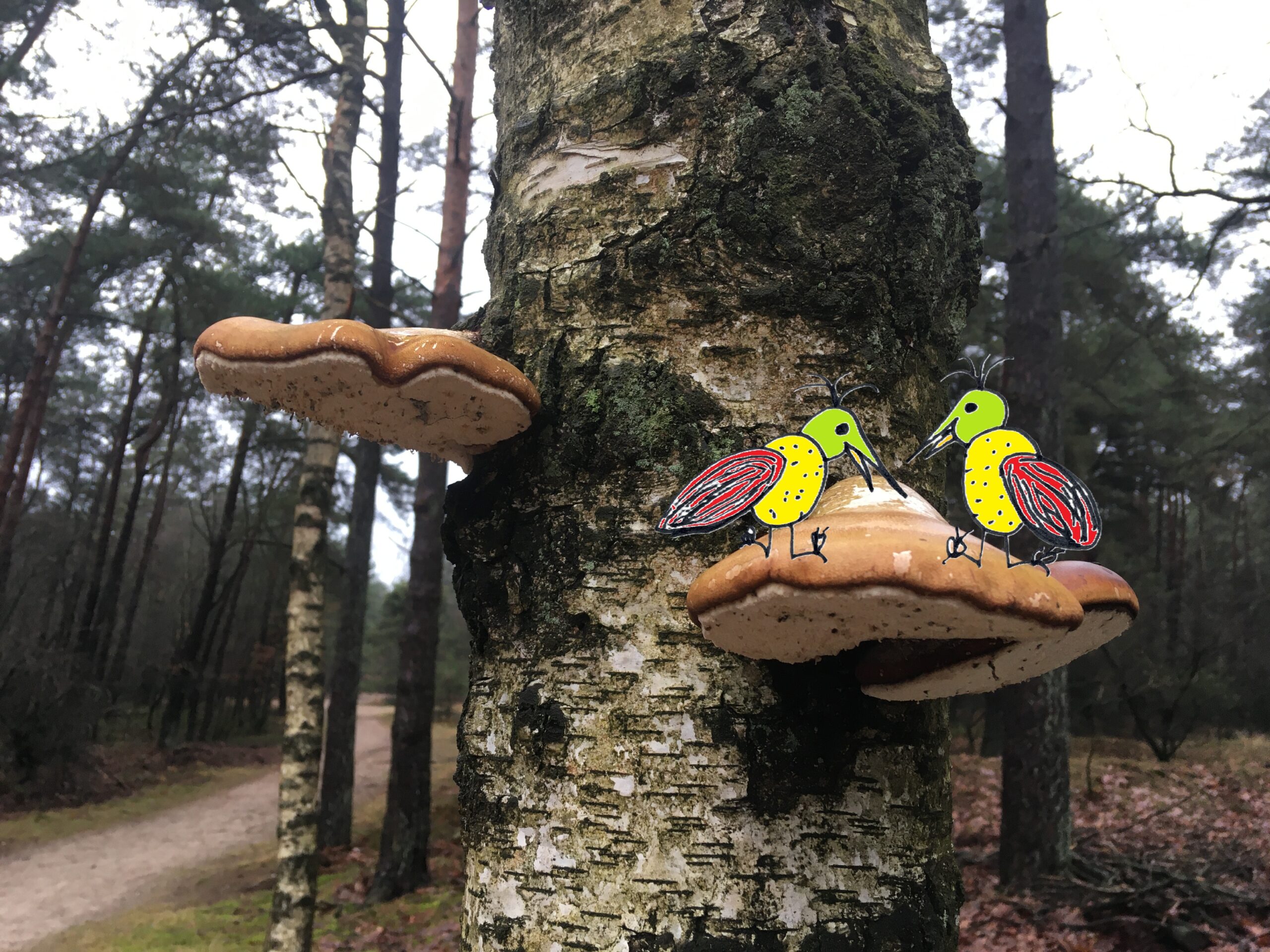 Dak champignon